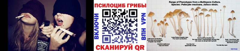 закладки  Петушки  Галлюциногенные грибы Cubensis 